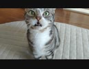 大興奮の猫