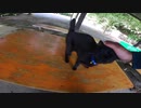 ドライブインでくつろぐ黒猫は大あくびが止まらない