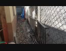 Cuiden a sus gatos