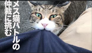 街角のメス猫同士の喧嘩を仲裁してみた