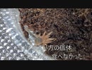 [江口先生に首ったけ]タランチュラ飼育日記その１０９[ひばりきゅん大好き]