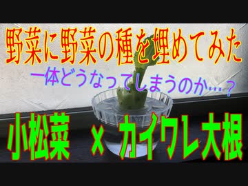 野菜に野菜の種を埋めてみた