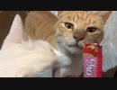 譲らない猫