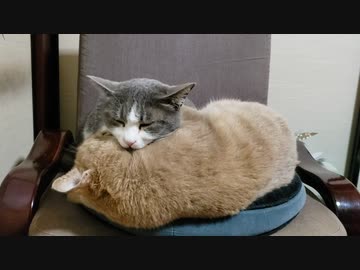 椅子の上でいちゃつく姉妹