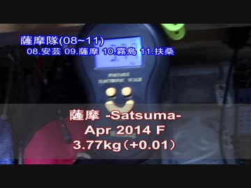 今月の体重測定【蒼民家の猫々】