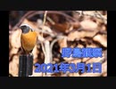 野鳥観察2021年3月1日