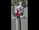 ひとくちねこ動画　甘えてくるキジトラ