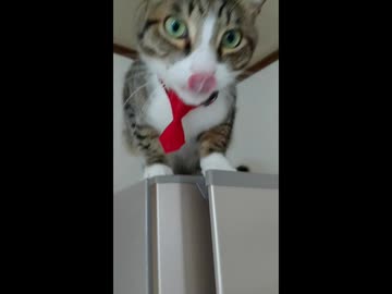 ひとくちねこ動画　甘えてくるキジトラ
