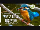 【鳥の鳴き声図鑑】カワセミの鳴き声01さえずり Kingfisher / Alcedo atthis【Birds Chirping】身近な生き物語