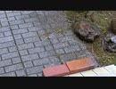 春先の雨の音20210302
