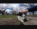 青空の下で日光浴を楽しむハチワレ猫をナデナデしたらフワフワで気持ちよかった