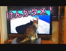 猫のケンカ動画を見せたら仲裁に入る猫がカワイイ…ｗ