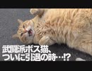 武闘派ボス猫、闘いの末の引退のとき