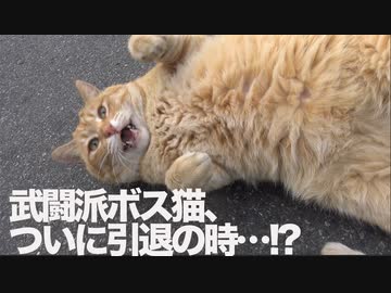 武闘派ボス猫、闘いの末の引退のとき