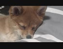 寝て起きて寝る仔犬