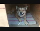 我が家のワンコがひたすらモグモグしてるだけの動画