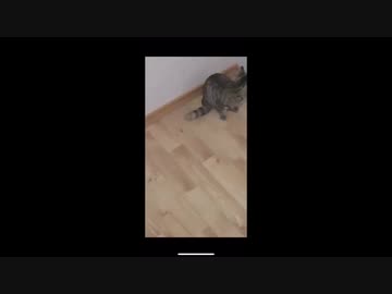 ネズミ（マウス）ｖｓネコその８