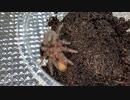 [マリィ可愛いって話を]タランチュラ飼育日記その１１０[10時間した人]