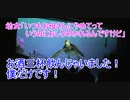 幼女「いつもお母さんにやめてっていうのにお尻叩かれるんですけど【タートルトーク】東京ディズニーシー