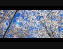 【 SHY _ 月に叢雲、花時雨｡ _ feat. Flower 】