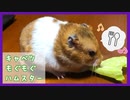 【癒し】はじめてキャベツを食べるハムスター【コル】