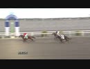 2021年3月2日高知競馬5R ファイト君応援隊協賛 ファイト君誕生日特別(C3-8組) ワンダーセトラ
