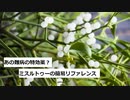 【スパイスを知ろう！】ミスルトゥーを知ろう！【part92】