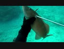 【魚突き】奄美大島 スジアラ 2020年5月20日