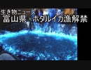 【生き物ニュース】3月1日　富山県でホタルイカ漁解禁【ゆっくり解説】