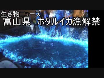 【生き物ニュース】3月1日　富山県でホタルイカ漁解禁【ゆっくり解説】