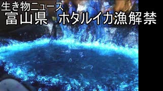 人気の ホタルイカ 動画 本 ニコニコ動画