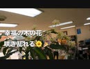 幸福の木の花満開！