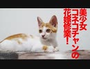 美少女コネコチャン、花嫁修業を開始する