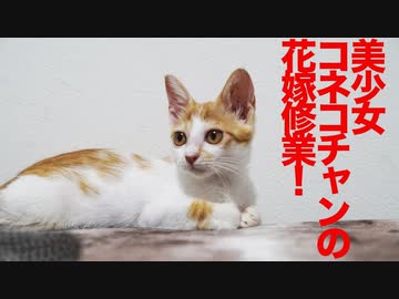 美少女コネコチャン、花嫁修業を開始する