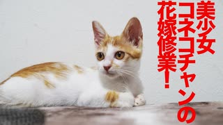 美少女コネコチャン、花嫁修業を開始する