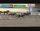 2021年3月3日川崎競馬11R 椿（つばき）賞（クラウンカップＴＲ）(準重賞・3歳) ジョエル