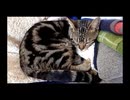 咳にピクンと反応する猫 - a cat reacts to human's coughing -