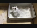 砂浴びするオッドアイのハムスター　【オッドアイのハムスター】