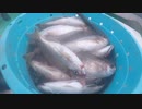 【魚釣り】奄美大島 アオダイ チカメキントキ カツオ 2020年5月21日