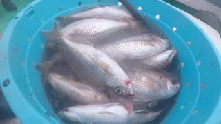 【魚釣り】奄美大島 アオダイ チカメキントキ カツオ 2020年5月21日