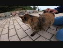 石垣の上にいたサビ猫を腰トントンしたらベロがペロペロ出て面白い
