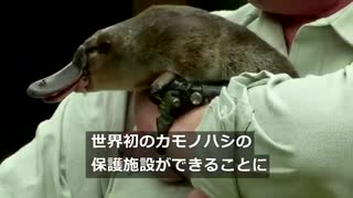 初のカモノハシ保護施設、生態の謎にも迫る　オーストラリア