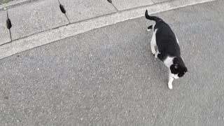 周りをくるくると回る猫