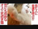 美少年オス三毛猫、福を呼ぶ招き猫となる