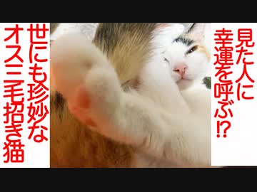 美少年オス三毛猫、福を呼ぶ招き猫となる