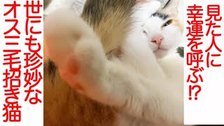 美少年オス三毛猫、福を呼ぶ招き猫となる