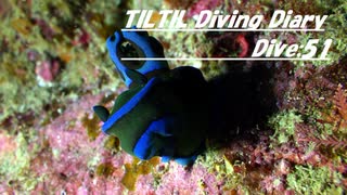 TILTIL diving diary：Dive51