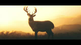 【RED DEAD REDEMPTION II】「時代に取り残された者達」第48回