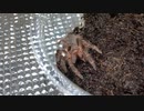 [いまさらDoja catの]タランチュラ飼育日記その１１２[Say Soにハマりましたが？]
