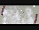 エゴロック/ver.小白瀬❖Kojirase